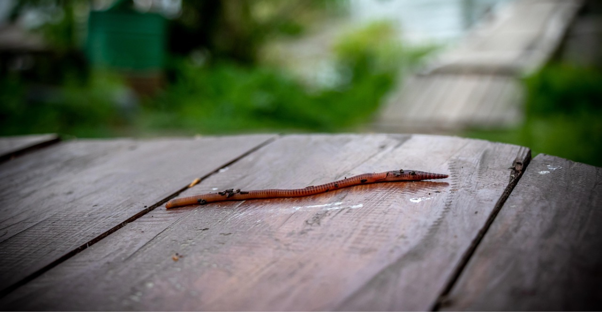 Worm